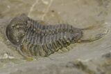 Cyphaspides Pankowskiorum Trilobite - Jorf, Morocco #251763-1